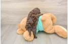 Sweet Shih Poo Baby