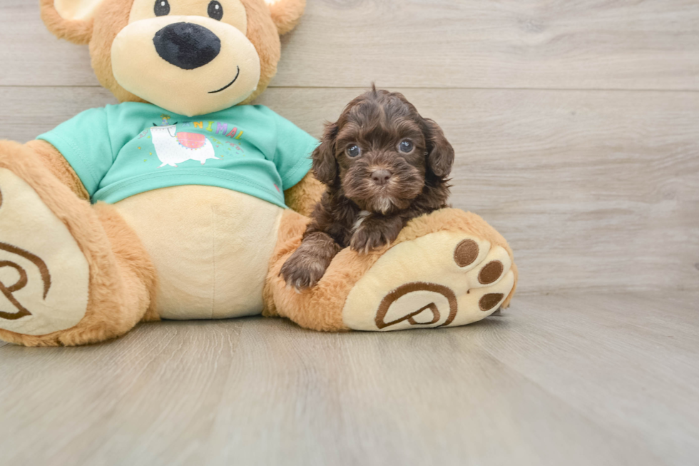 Shih Poo Puppy for Adoption