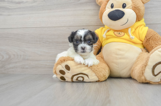 Cute Shih Poo Baby