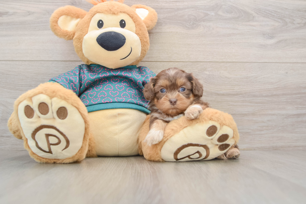 Fluffy Shih Poo Poodle Mix Pup