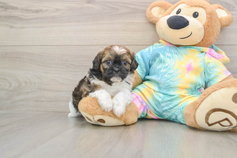 Shih Poo Puppy for Adoption
