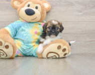 6 week old Shih Poo Puppy For Sale - Florida Fur Babies