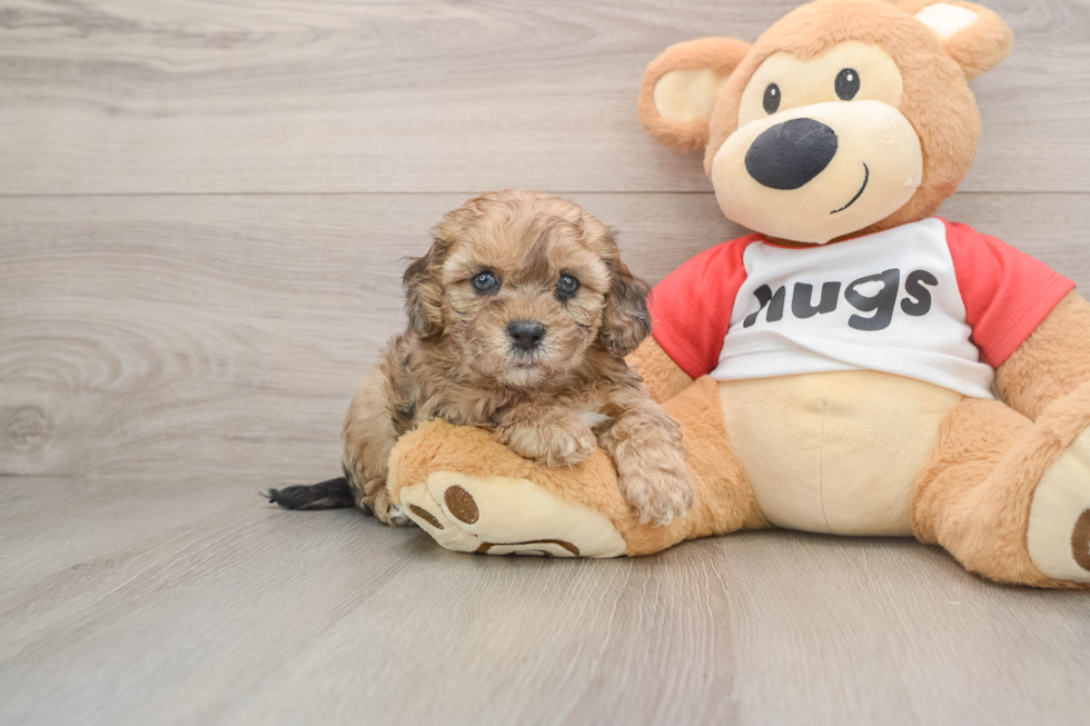 Happy Shih Poo Baby
