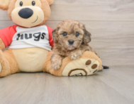 8 week old Shih Poo Puppy For Sale - Florida Fur Babies