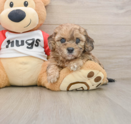 8 week old Shih Poo Puppy For Sale - Florida Fur Babies