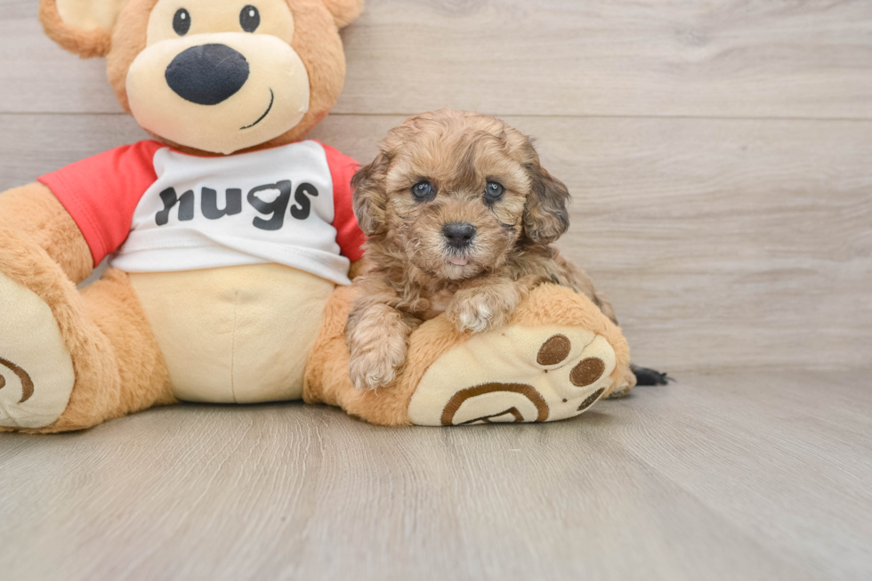 Shih Poo Pup Being Cute