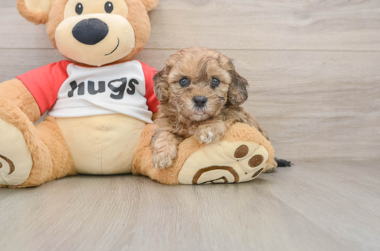 Shih Poo Pup Being Cute