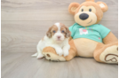 Fluffy Shih Poo Poodle Mix Pup