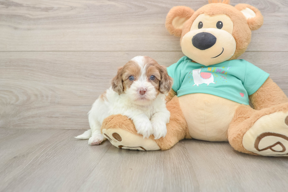 Fluffy Shih Poo Poodle Mix Pup