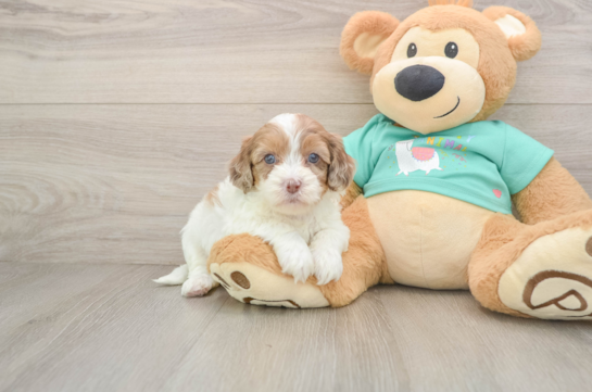 Fluffy Shih Poo Poodle Mix Pup