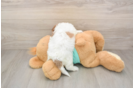 Shih Poo Puppy for Adoption