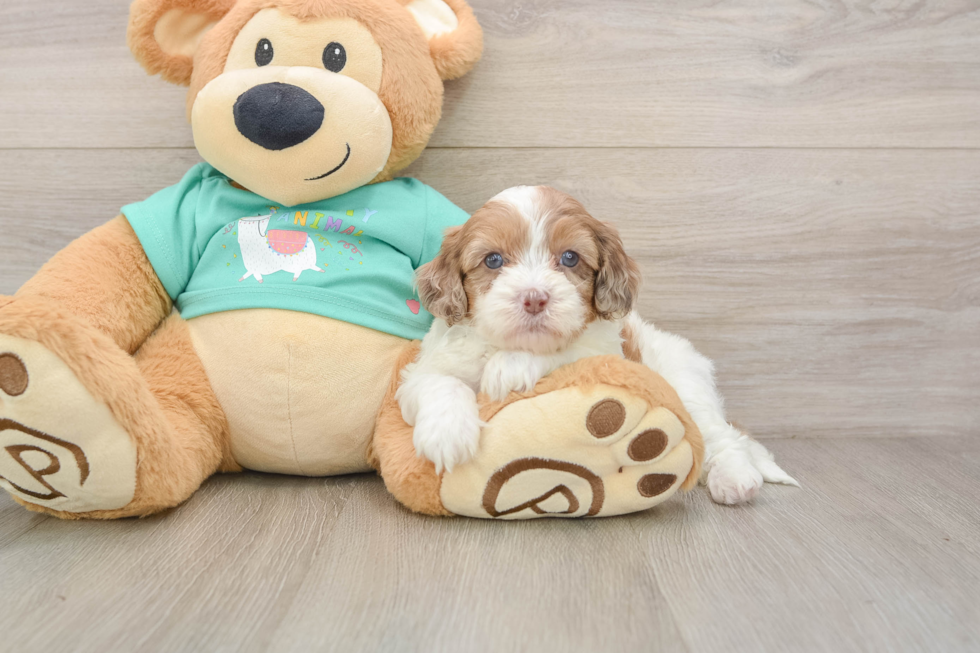 Shih Poo Pup Being Cute
