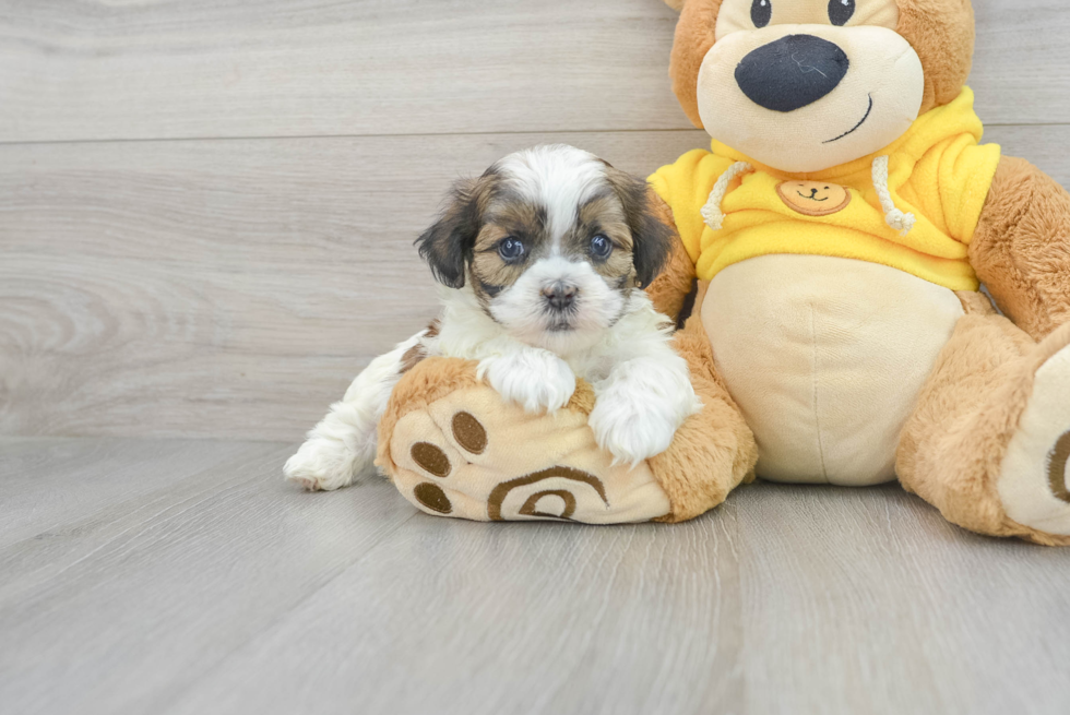Shih Poo Pup Being Cute