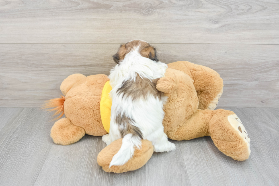 Shih Poo Puppy for Adoption