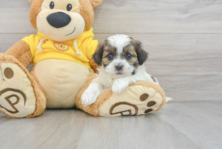 Small Shih Poo Baby
