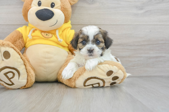 Small Shih Poo Baby