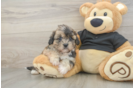Shih Poo Pup Being Cute