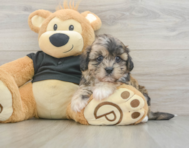 8 week old Shih Poo Puppy For Sale - Florida Fur Babies