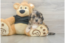Little Shih Poo Poodle Mix Puppy