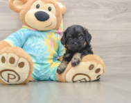5 week old Shih Poo Puppy For Sale - Florida Fur Babies