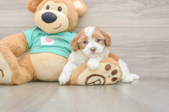 Shih Poo Pup Being Cute