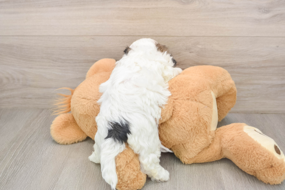 Shih Poo Pup Being Cute