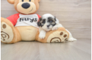 Shih Poo Puppy for Adoption