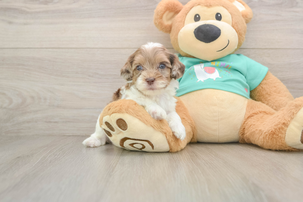 Sweet Shih Poo Baby