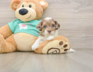 8 week old Shih Poo Puppy For Sale - Florida Fur Babies