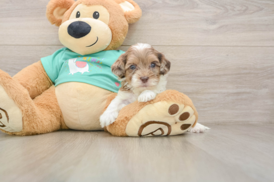 Popular Shih Poo Poodle Mix Pup
