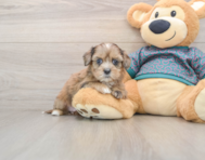 8 week old Shih Poo Puppy For Sale - Florida Fur Babies