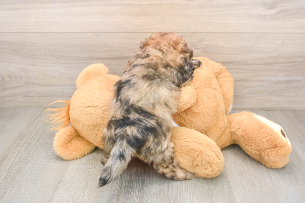 Adorable Shih Poo Poodle Mix Puppy