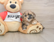 8 week old Shih Poo Puppy For Sale - Florida Fur Babies