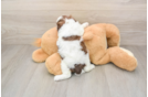 Best Shih Poo Baby