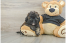 Small Shih Poo Baby