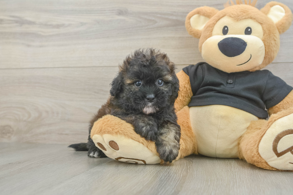 Small Shih Poo Baby