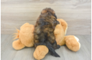 Sweet Shih Poo Baby
