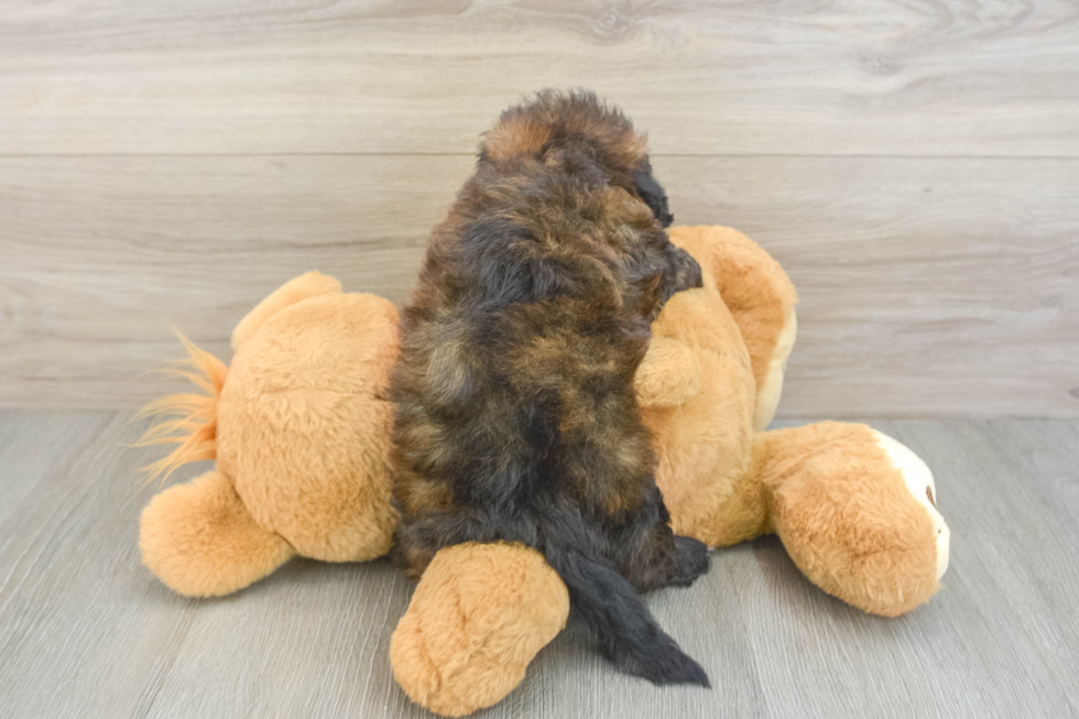Sweet Shih Poo Baby