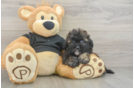 Best Shih Poo Baby