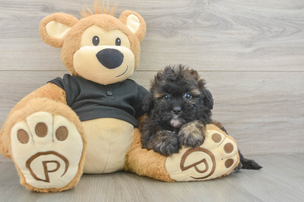 Best Shih Poo Baby