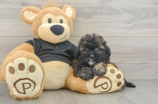 Best Shih Poo Baby