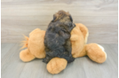 Little Shihpoo Poodle Mix Puppy
