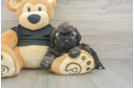 Fluffy Shih Poo Poodle Mix Pup
