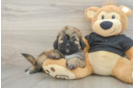 Shih Poo Puppy for Adoption
