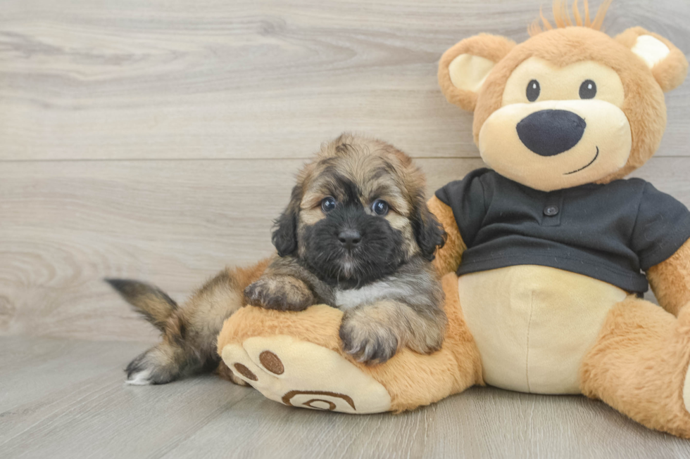 Shih Poo Puppy for Adoption