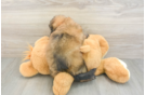 Best Shih Poo Baby