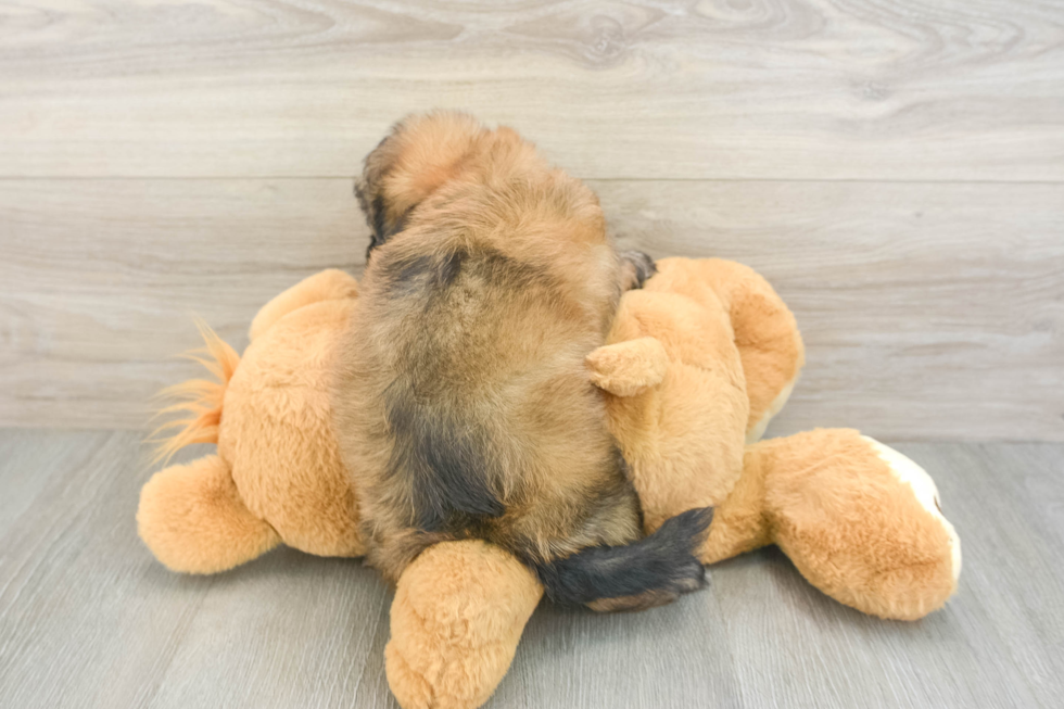 Best Shih Poo Baby