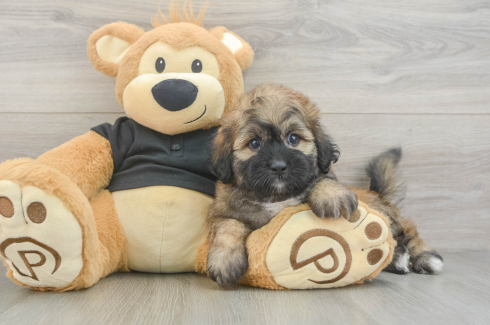 5 week old Shih Poo Puppy For Sale - Florida Fur Babies