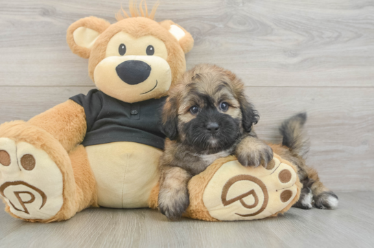 Shih Poo Pup Being Cute