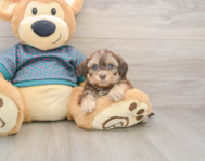 8 week old Shih Poo Puppy For Sale - Florida Fur Babies